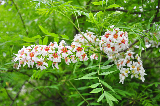 Gelbhorn (Xanthoceras sorbifolium)