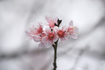 PINK FLOWER