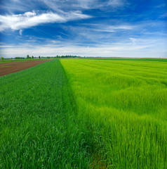 green wheat field and clouds