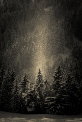 Rayons lumineux d'hiver