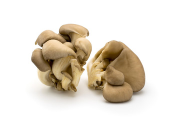 Fototapeta premium mushroom isolated on a white
