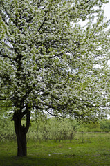 white blossom of apple trees in springtime