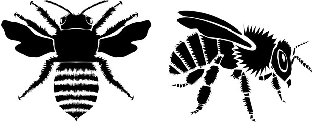 Bee vector illustration