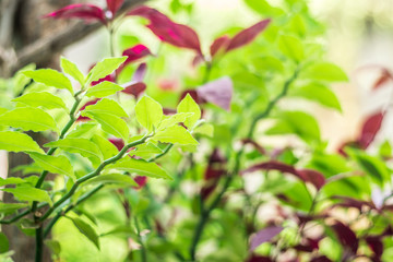 Obraz premium Leaf Close Up texture