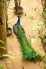 Obraz premium Portrait of beautiful peacock with feathers out