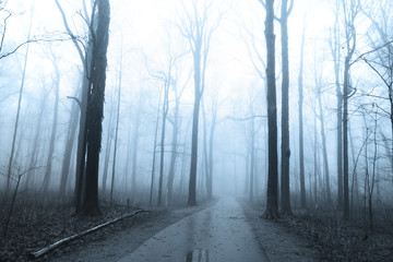 Bike trail through tall trees in morning fog.