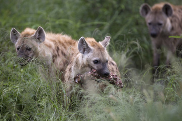 Portrait of free roaming african spotted hyena