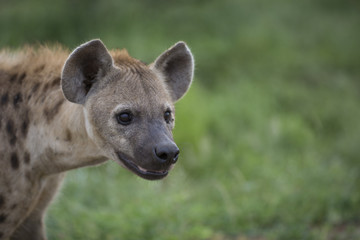Portrait of free roaming african spotted hyena