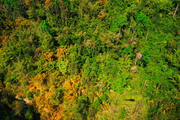 aerial view of the forest