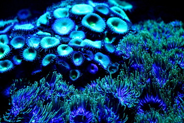 Soft focused cyan blue coral polyps in aquarium. Seabottom background.