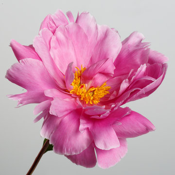 Fototapeta Pink peony flower isolated on gray background.