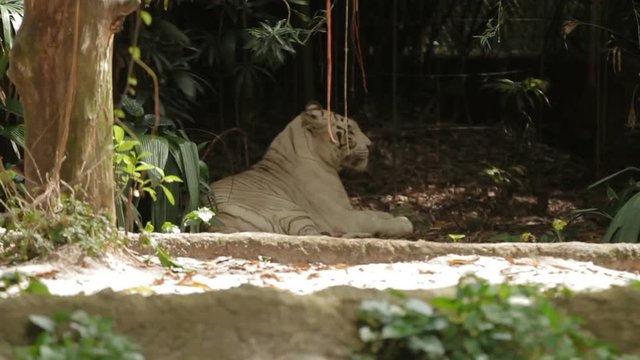 Relaxing white bengal tiger, park in Singapore.