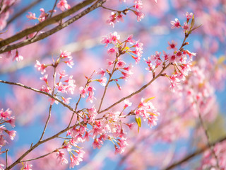Wild Himalayan Cherry flower, Pink of Cherry blossom 8