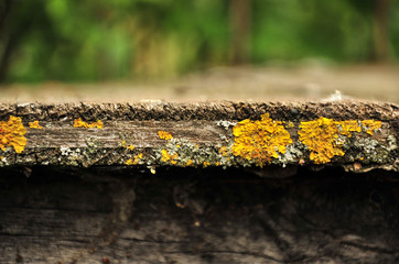 Moss on old wood