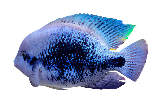 aquarium cichlid fish. cichlid aquarium fish isolated on white b
