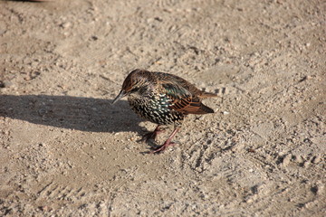 Hübscher Vogel in Paris auf dem Louvre-Platz