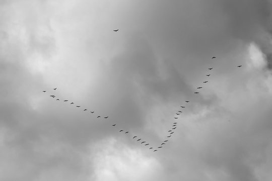 Black and white image of birds flying in V formation in cloudy day.