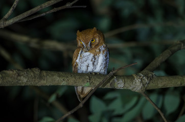 Oriental scop owl bird