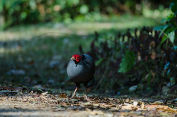 Siamese fireback or Diard's fireback