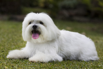 Dog in the garden / White Maltese dog lying in the garden