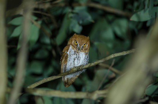 Oriental scop owl bird