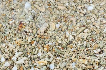 Coral and sand on the beach