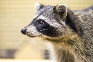 Portrait of baby raccoon, close up.  