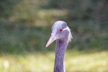 Close-up on gray crane