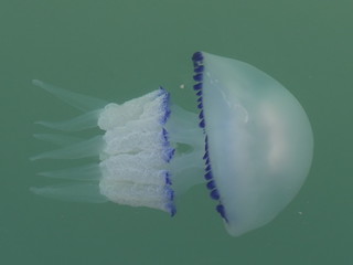 Medusa tipo Rhizostoma pulmo (polmone di mare)