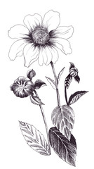 Dahlias. Branch with flowers, leaves and buds. Wallpaper. Use printed materials, signs, items, websites, maps, posters, 
