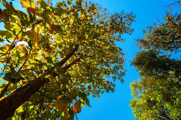 Autumn forest, Trees pattern, Looking up the blue sky, Nature background