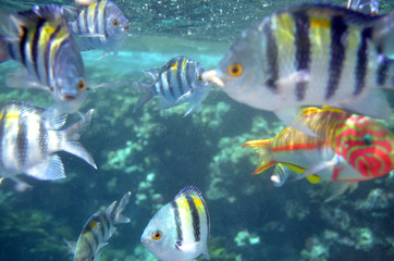 Fototapeta na wymiar Underwater World: colored exotic fishes in the ocean