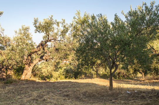 The old olive trees in a Greek village in the summer