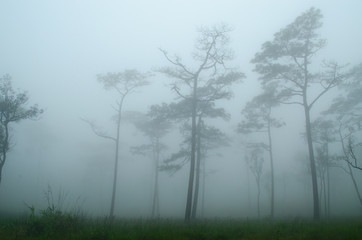 Obraz na płótnie Canvas Black Tree with Fog in The Dark Pine Tree Forest.