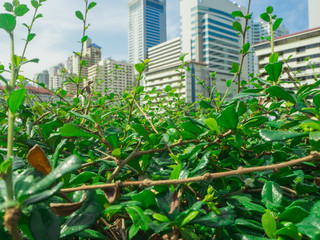 Green leaves  closeup in an outdoor park with the business tower
