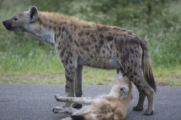 Portrait of free roaming african spotted hyena