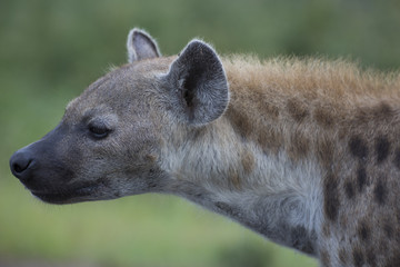Portrait of free roaming african spotted hyena