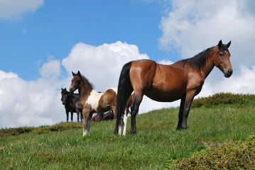 horses on the mountain ridge