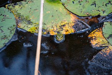 Frosch