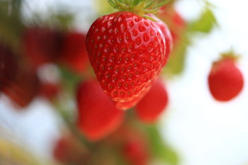 Strawberry