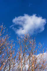 Willow in early spring