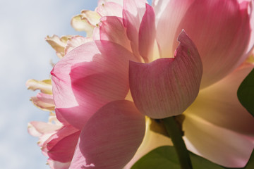 when lotus is blooming