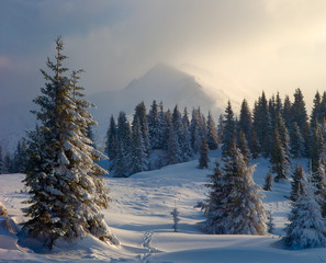 winter forest and mountains Carpathians