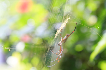 spider on spiderweb