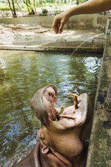 Attraction in the zoo, feed hippopotamus