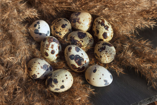 Quail eggs in nest of straw. Decorative dry fluffy grass where y