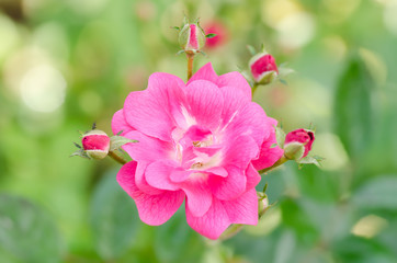 Pink rose flower blossom in a garden