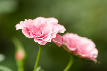 Pink rose flower blossom in a garden