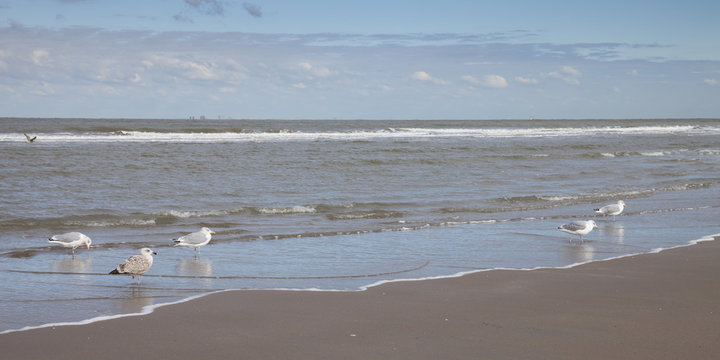 M&ouml;wen an der K&uuml;ste, Scheveningen, Den Haag, Holland, Niederlande, Europa