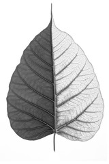 Leaf surface black and white on white background.